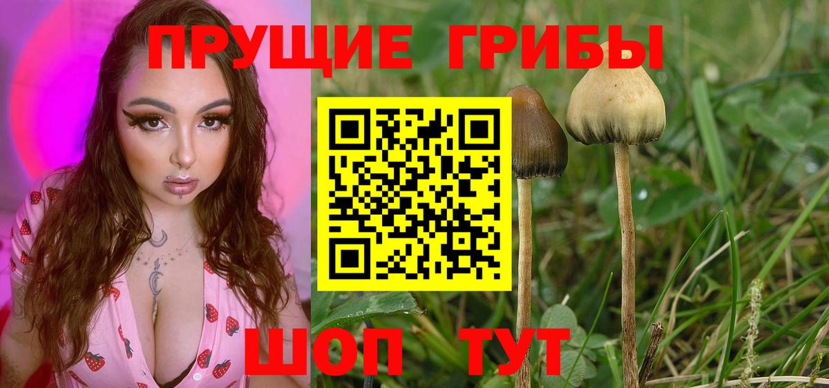 Галлюциногенные грибы Cubensis Сальск